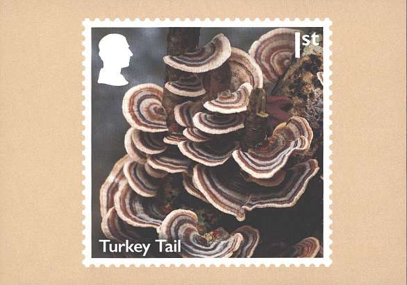 view larger image for PHQ No.548 (2025) - Mushrooms</br>
Set of ten cards