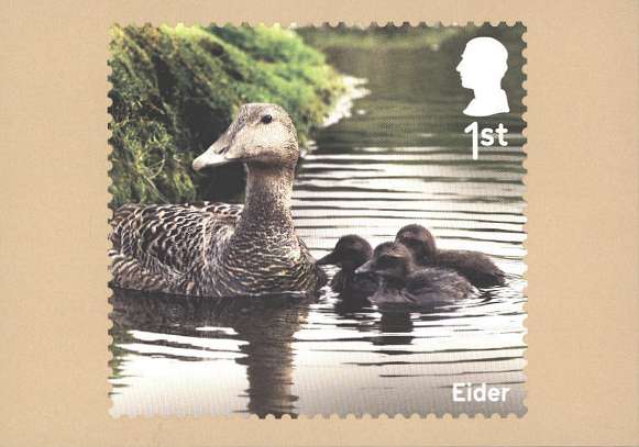 view larger image for PHQ No.551 (2025) - Ducks<br/>
Set of ten cards