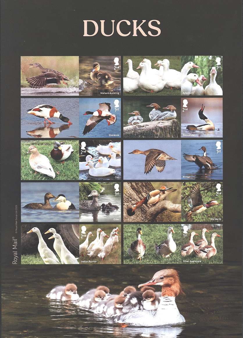 view larger image for SG LS176 (2025) - Ducks